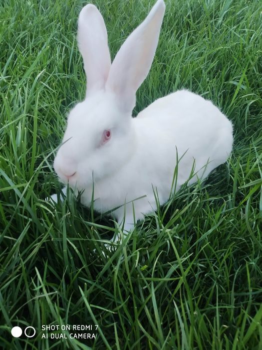 Кролі.Термонська біла.