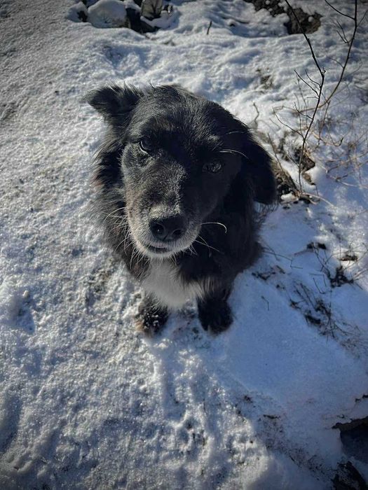 Віддам собаку в добрі руки