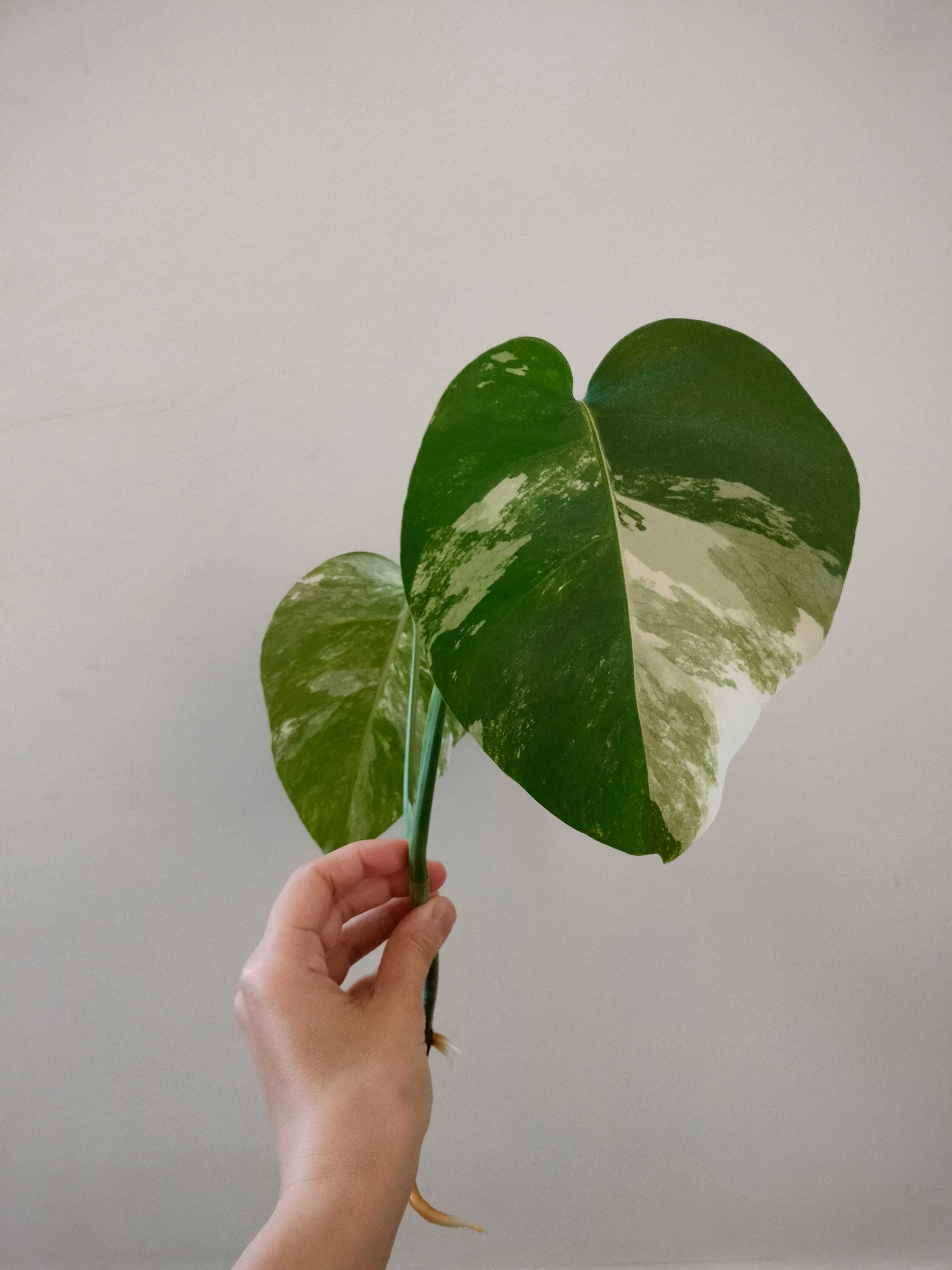 Monstera variegata alba sadzonka szczytowa szczyt