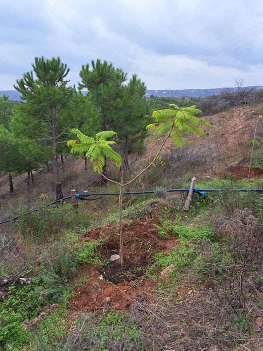 Venda terreno rustico 5,6 ha, com pinhal e árvores diversas