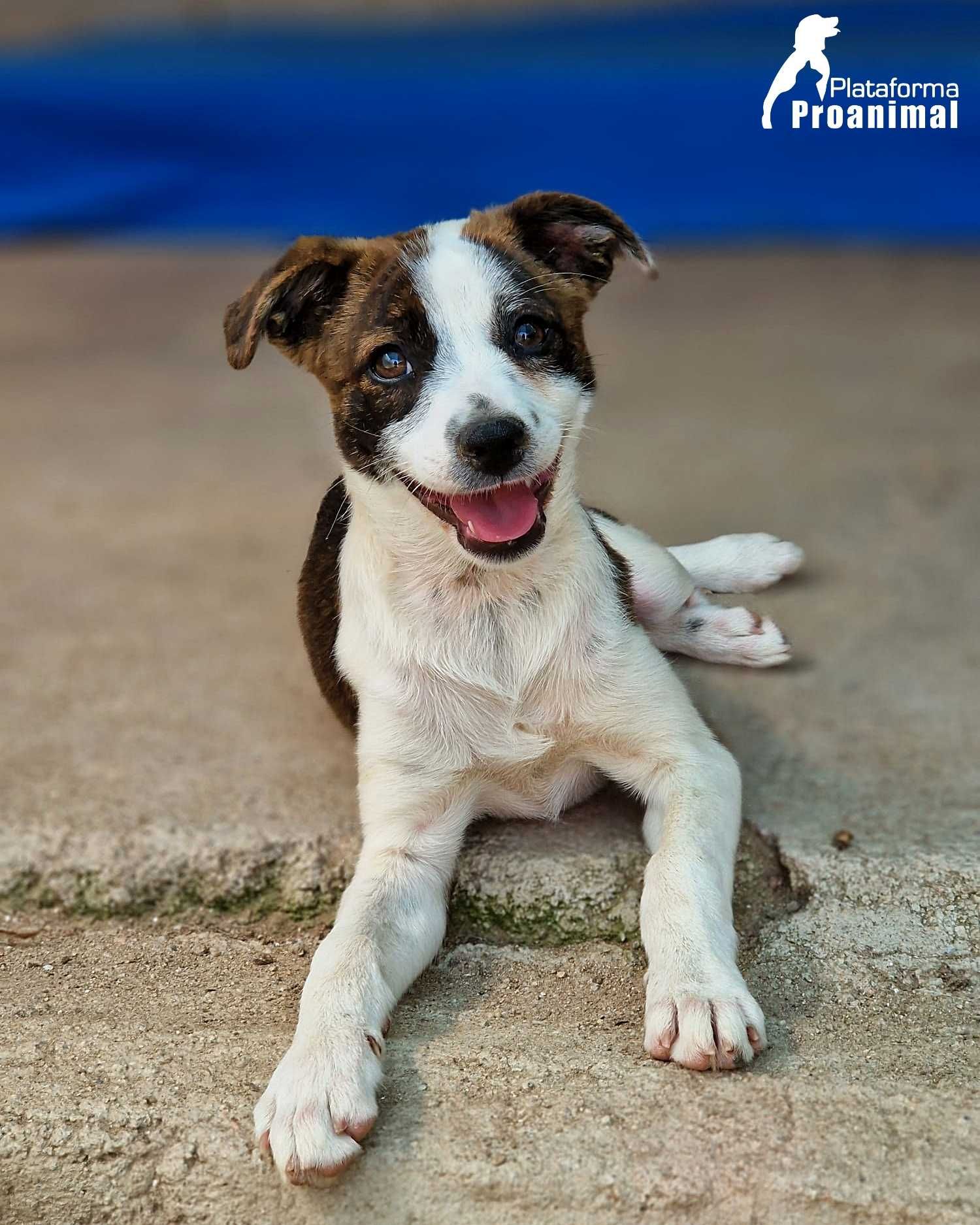 PIPO - Cãozinho Bebe para Adoção