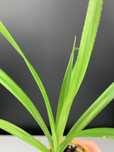 Панданус (Pandanus veitchii)