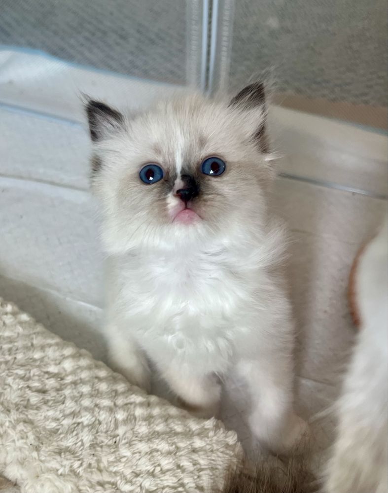 Ragdoll nietuzinkowa koteczka