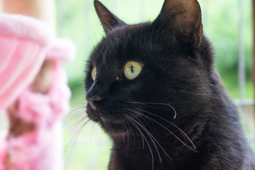 Czarny kot Venom czeka na dom w schronisku