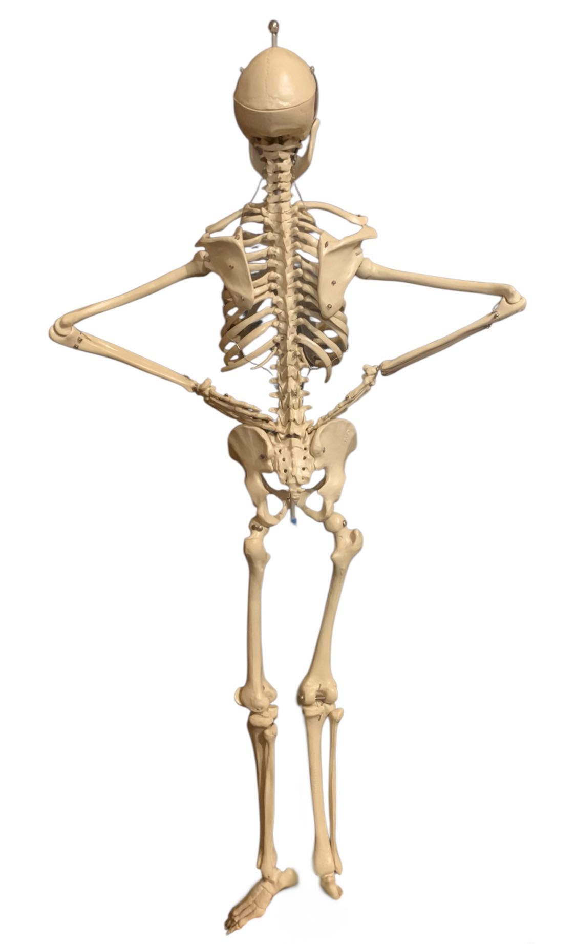 Скелет людини 65 см-анатомічна модель Rüdiger Anatomie/Denoyer, новий