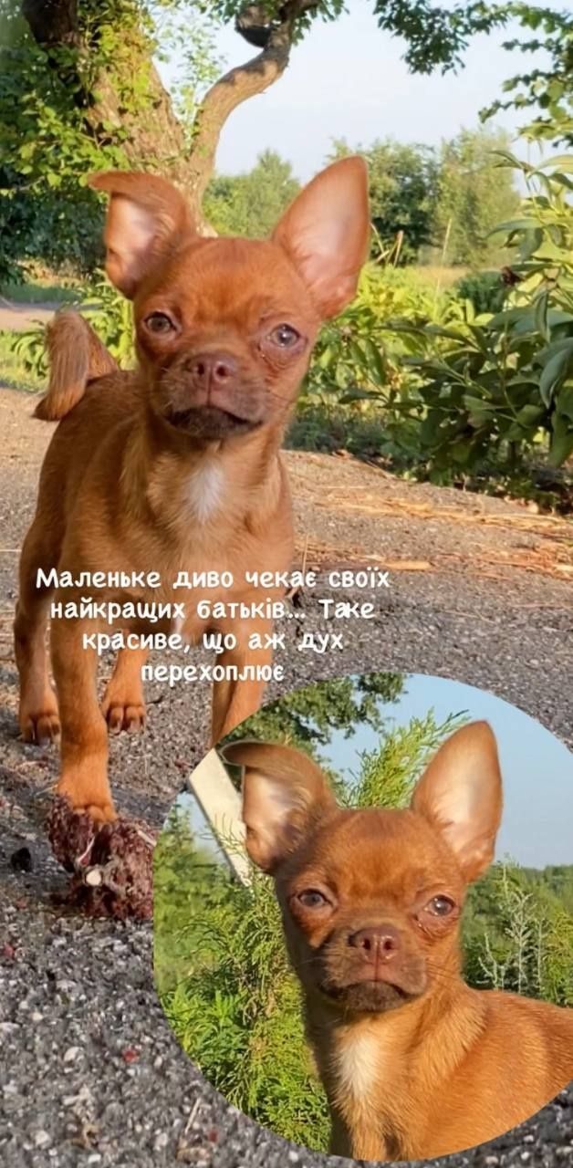 Рудий хлопчик-енерджайзер.Яскравий не тільки кольором, а й характером!