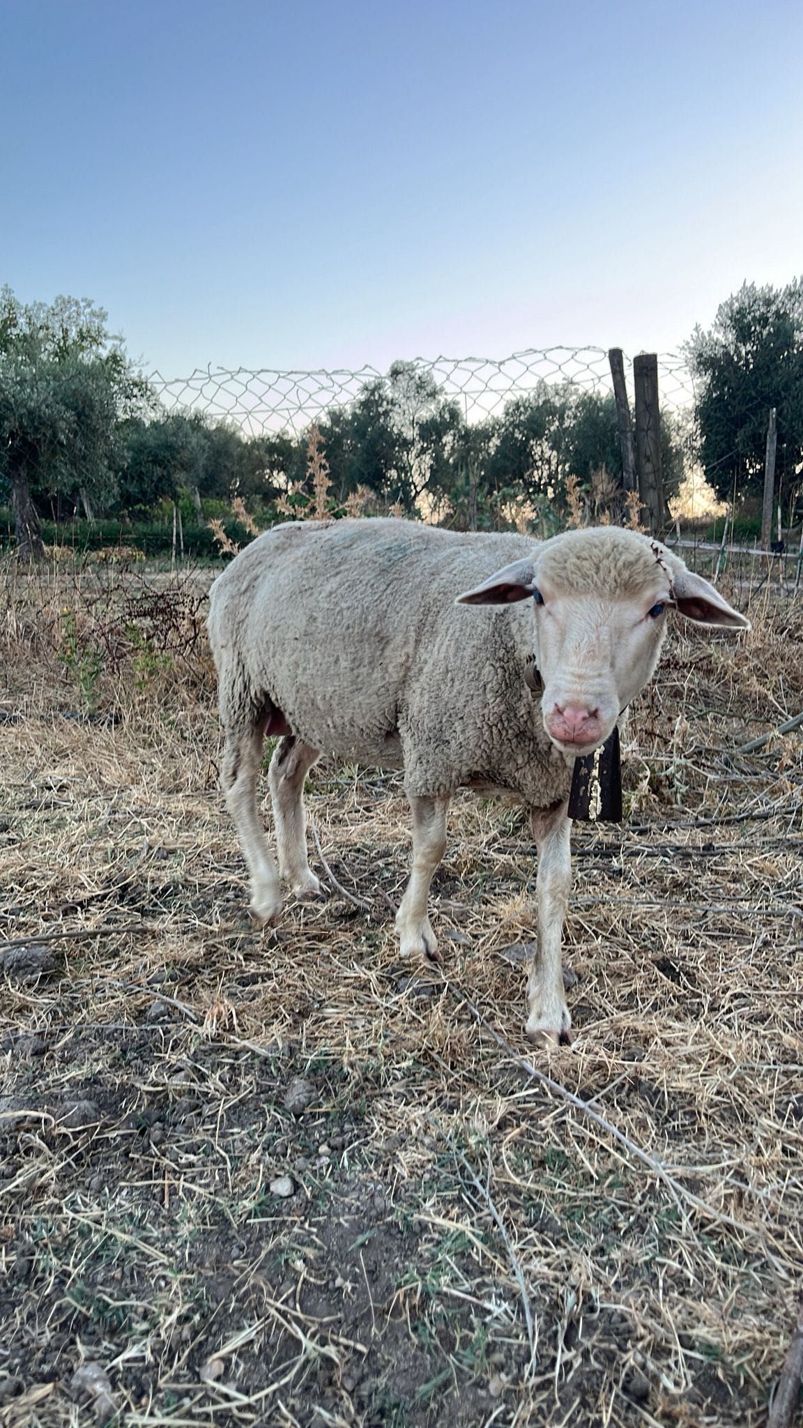 Vendo ovelha merino
