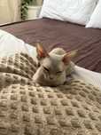 Devon Rex kotka liliowa