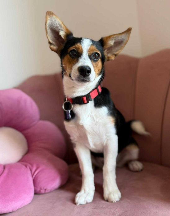 Mała Debra do adopcji!