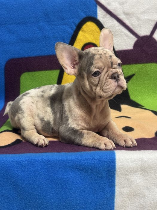 Гарнюні бульдожки