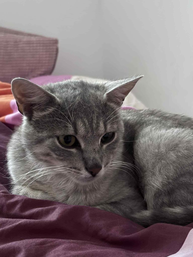 Kochany Benek czeka na adopcje