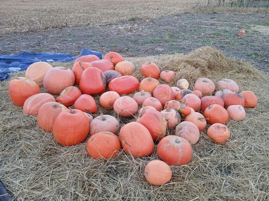 Dynia jadalna halloween hokkaido ozdobna