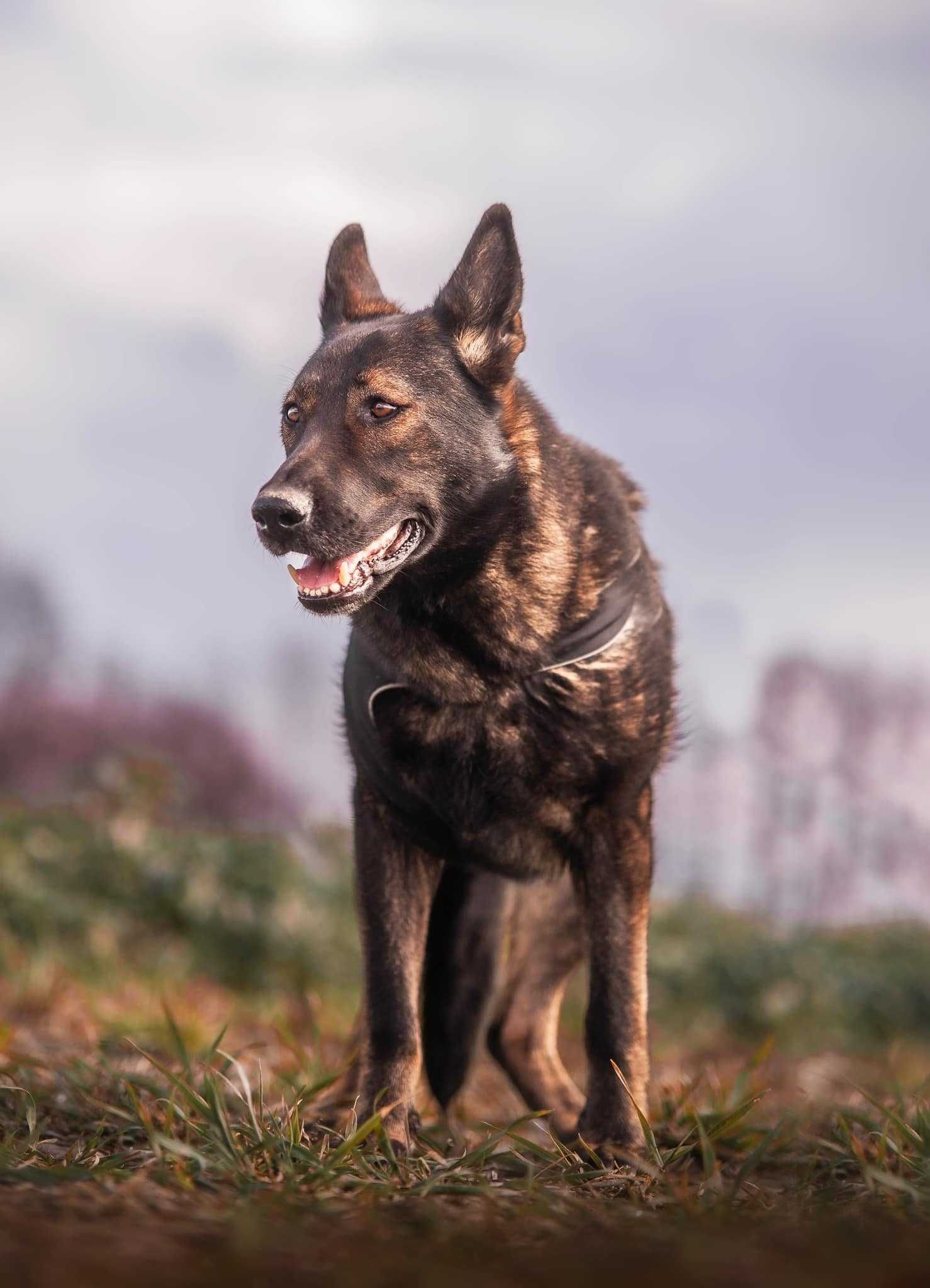 Grace jak owczarek belgijski szuka spokojnego miejsca ADOPCJA