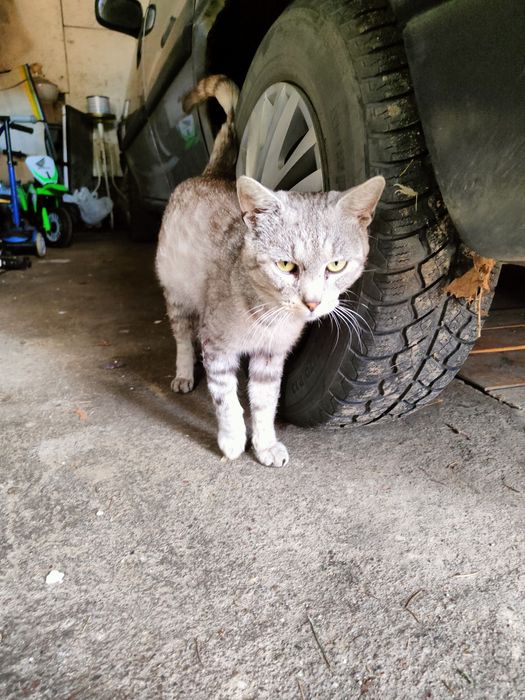 Szary kocurek do oddania