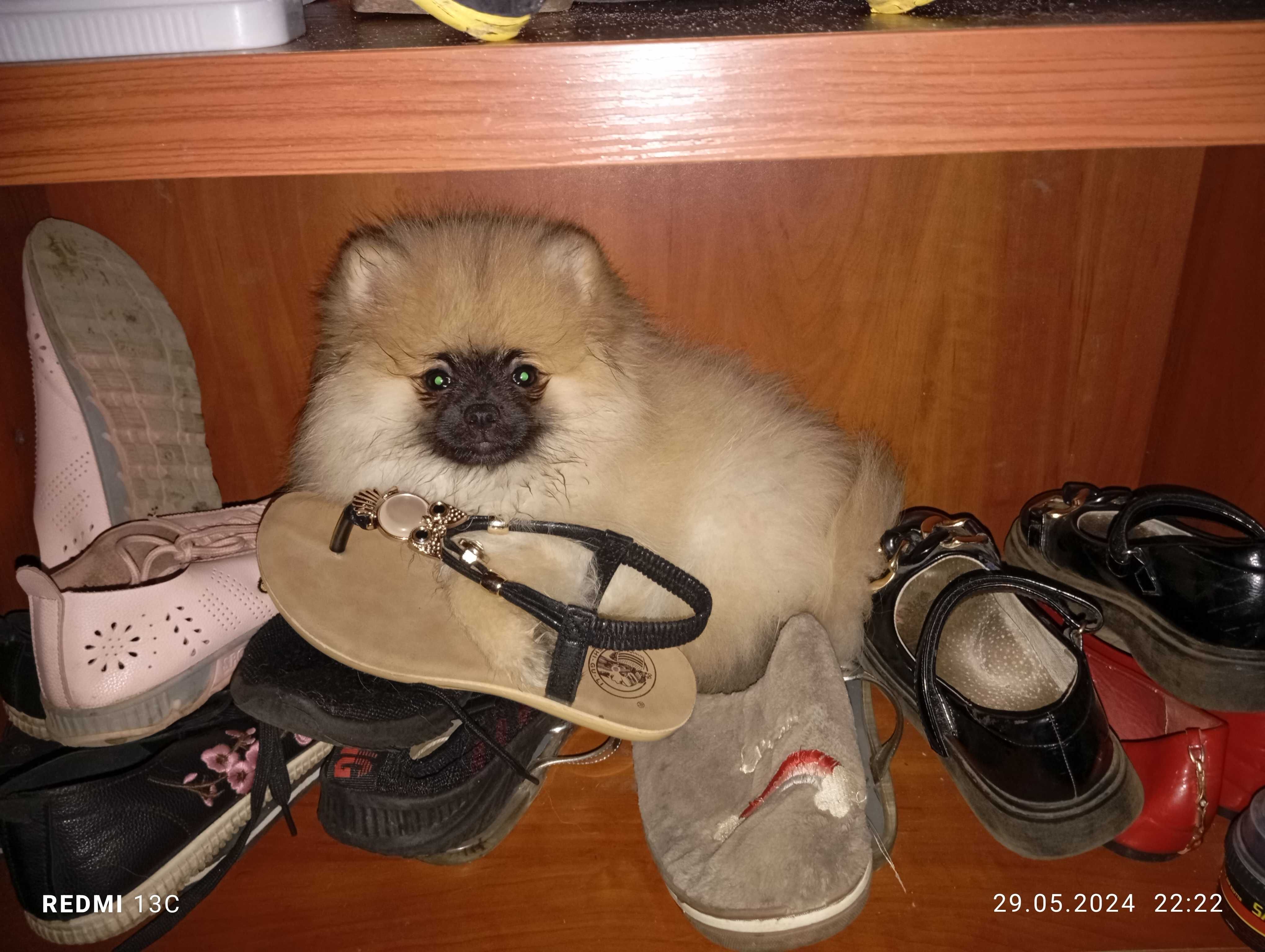 Померанский шпиц