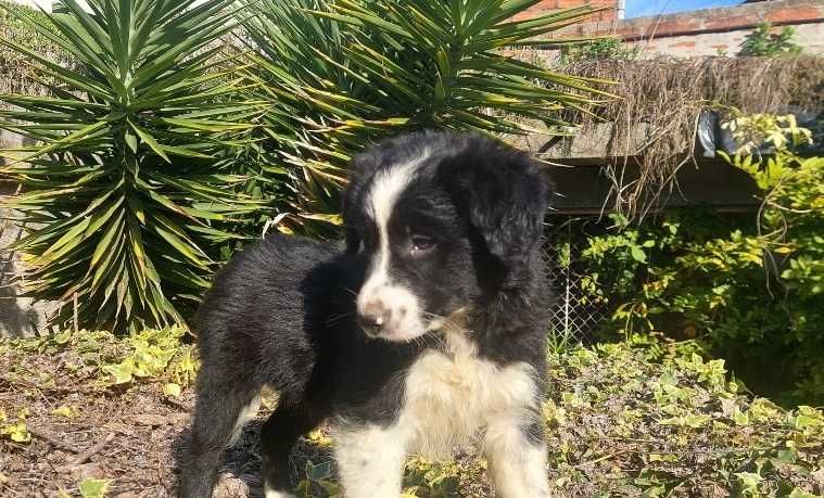 Collie preta e branca fêmea