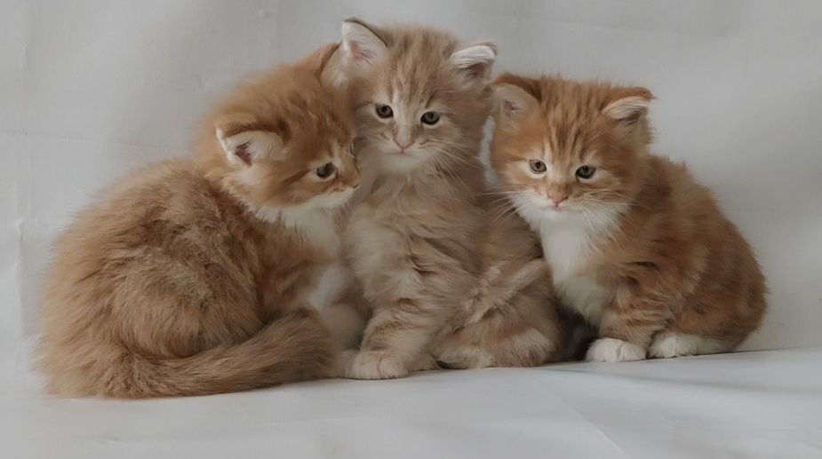 Милые и веселые котята породы Мейн Кун.