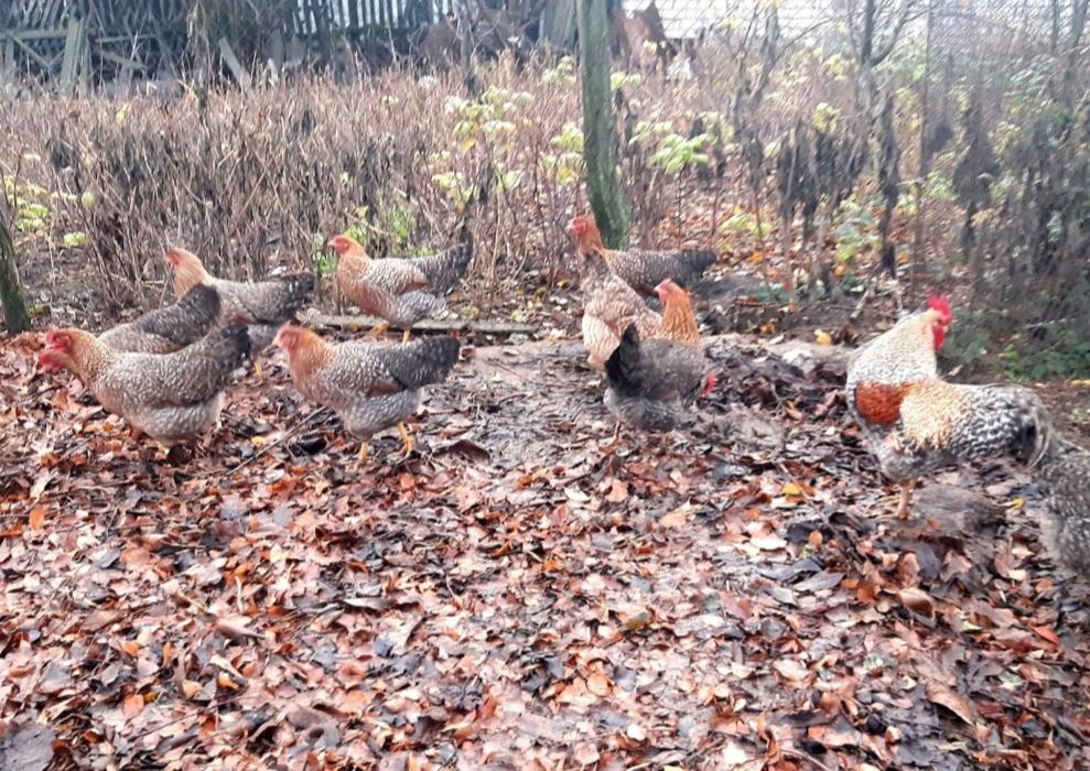 Біліфельдер яйце