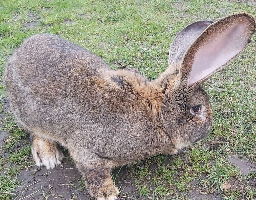 Кролики,бургунці,НЗБ,фланлери,віденські голубі