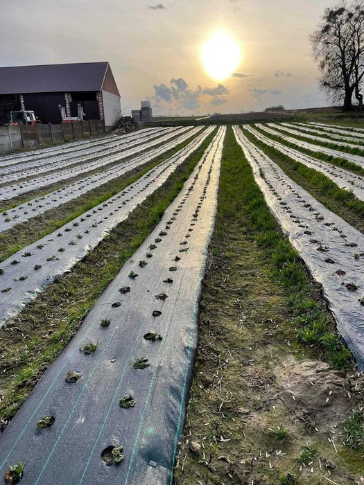 50m x 110cm Agrotkanina na chwasty OTWORAMI pod TRUSKAWKI ogórki itp