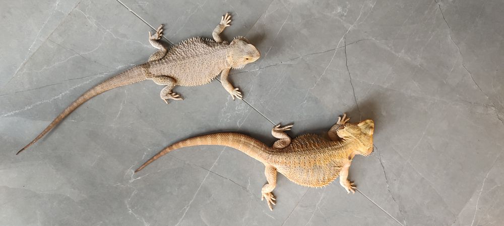 Samiec Samica Agama Brodata Para Agam Brodatych Pogona Vitticeps