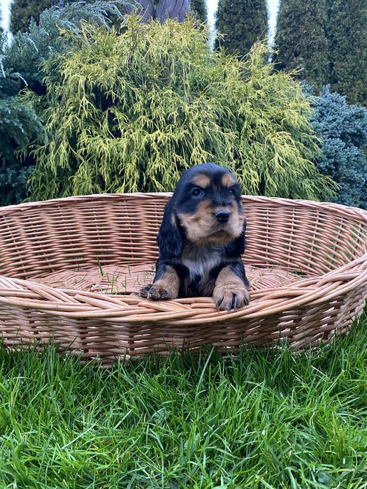 Szczeniak Cocker Spaniel Suczka