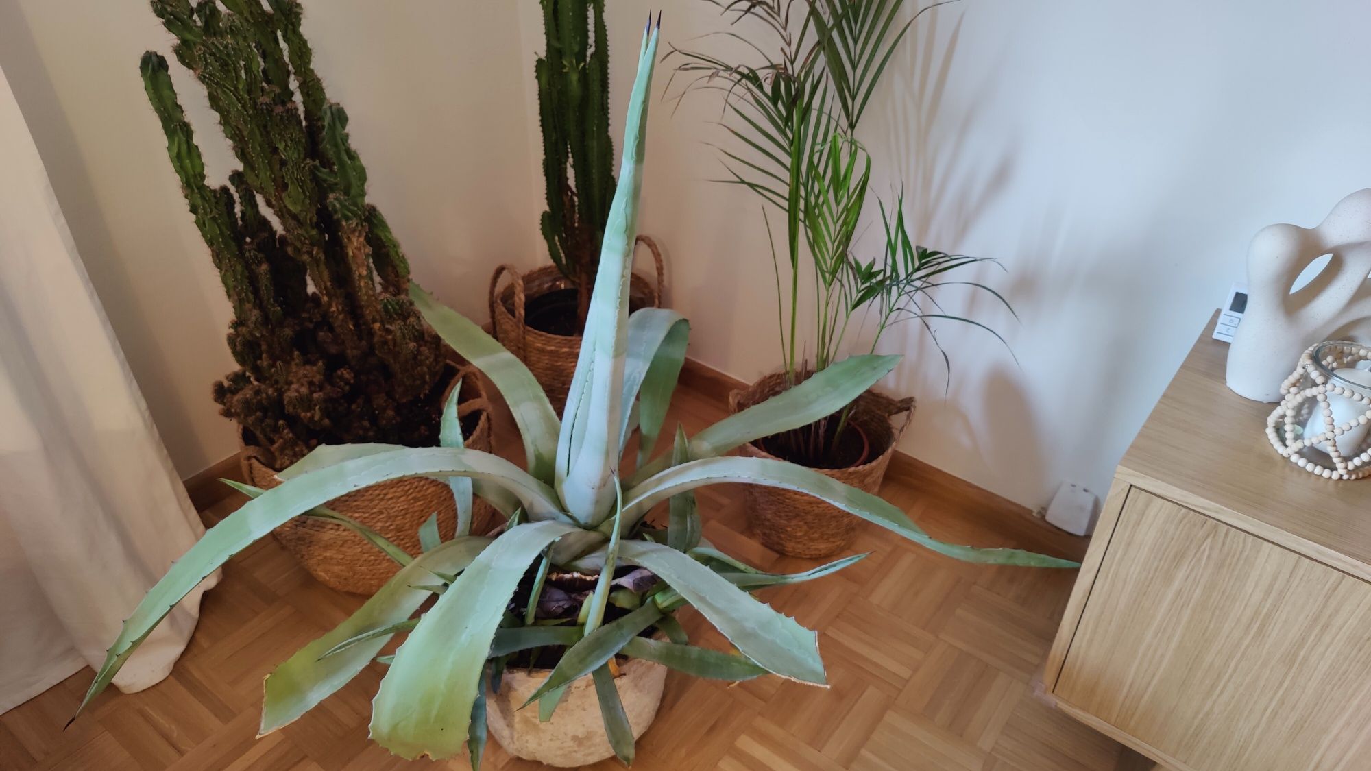Ogromna piękna agawa