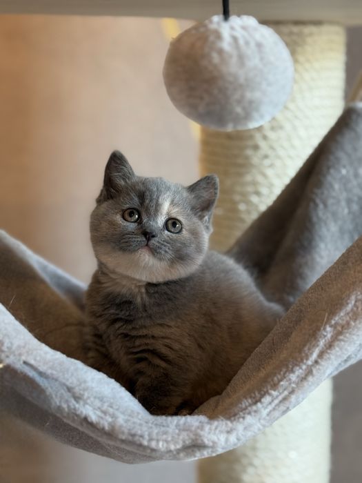 Kotki brytyjskie krótkowłose – szylkret (niebiesko-kremowe)