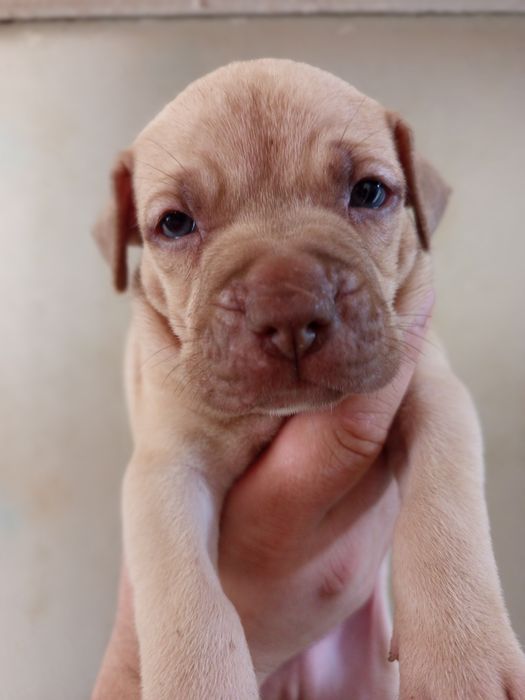 Красноносый питбуль, Киев