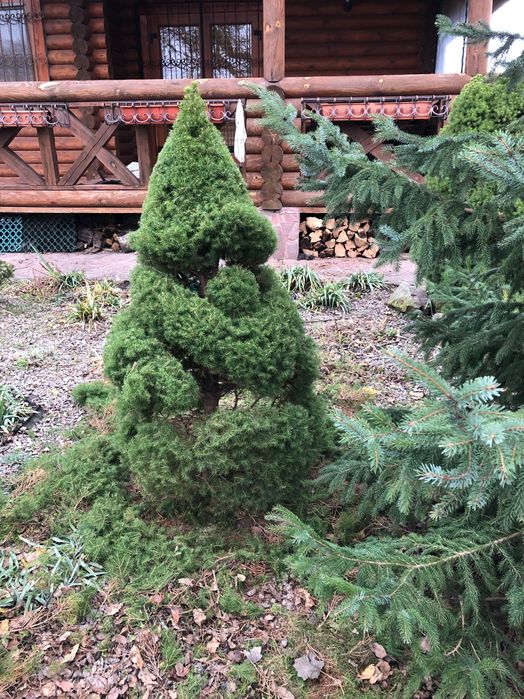 Стрижка хвойних та створиння топіару