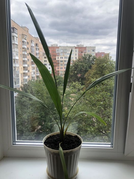 Кімнатна фінікова пальма