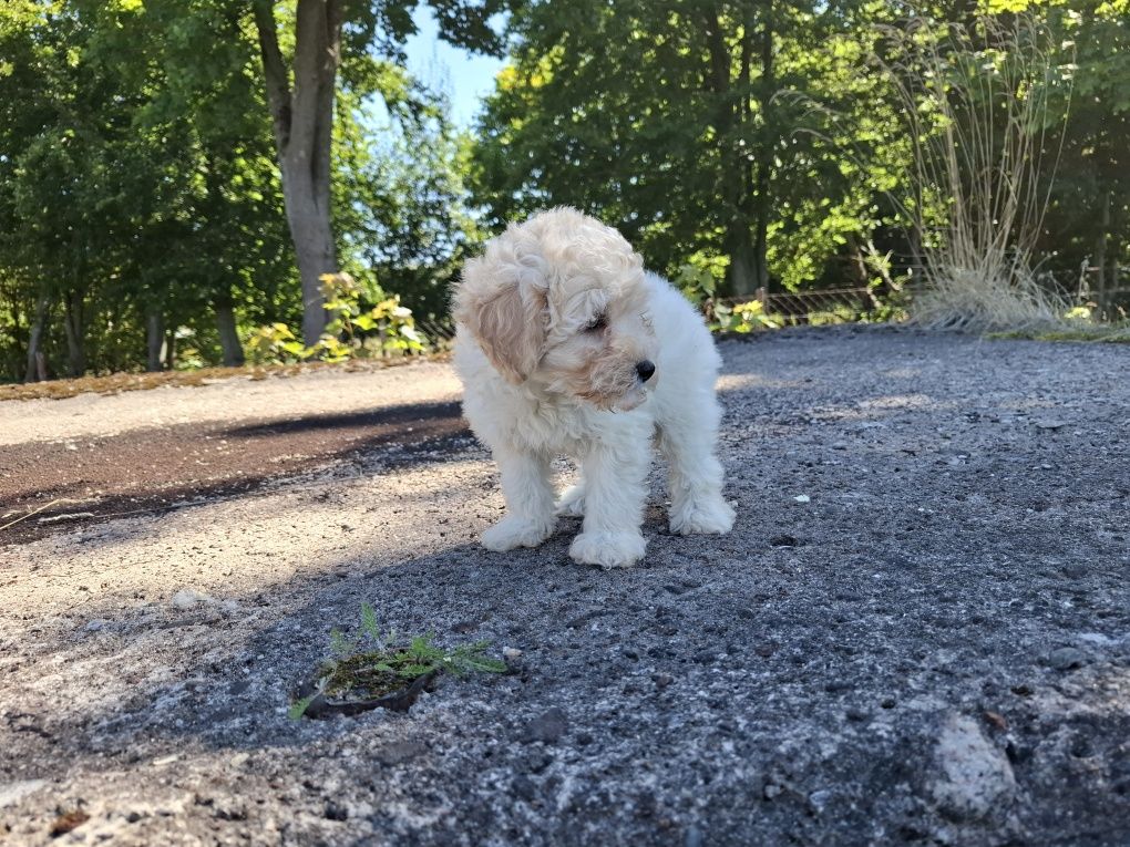 maltipoo szczeniak suczka