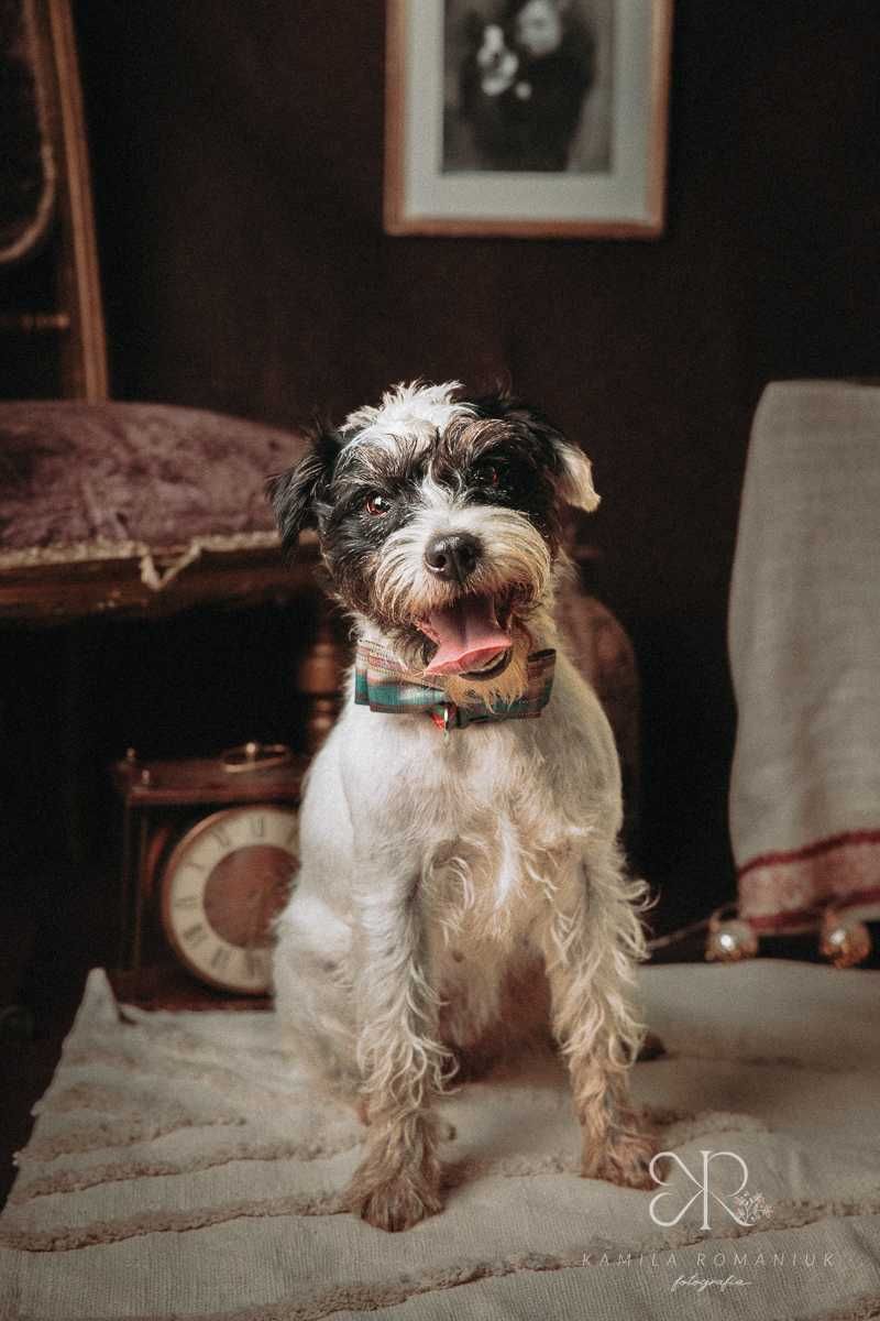 Neska Parson terrier do adopcji!