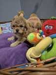 DZIEWCZINKA TOY pudelek. Color jasny  red