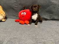 Chocco, piesek chihuahua.