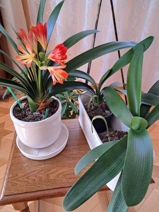 Kwiat kliwia sprzedam