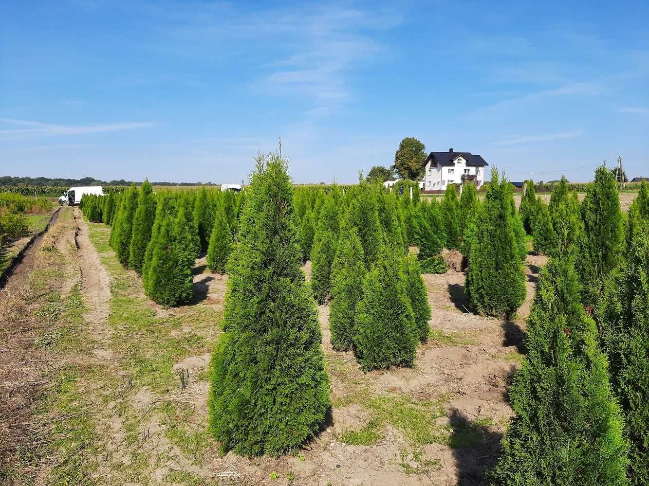 Thuja Smaragd 200,220,240,250 cm! Tuja Szmaragd! Dostawa, sadzimy!