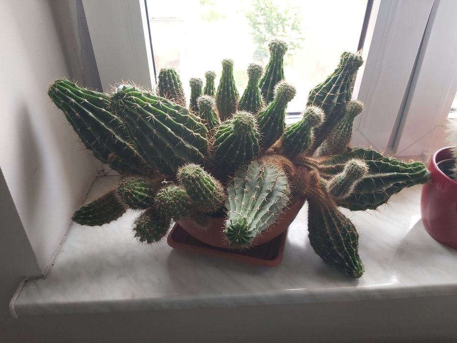 Kaktus kwitnący, duży, gęsty