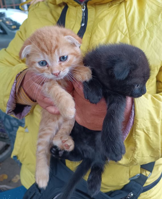 Кошенята вислоушки