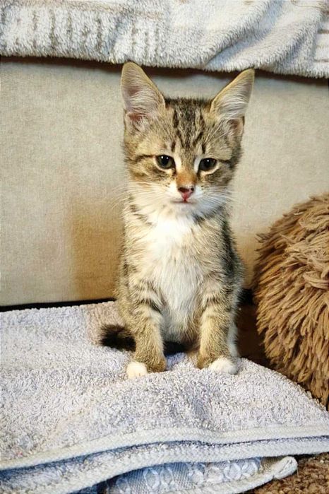 Найніжніша маленька принцеса Ліса