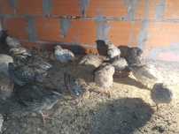 Codornizes gigantes