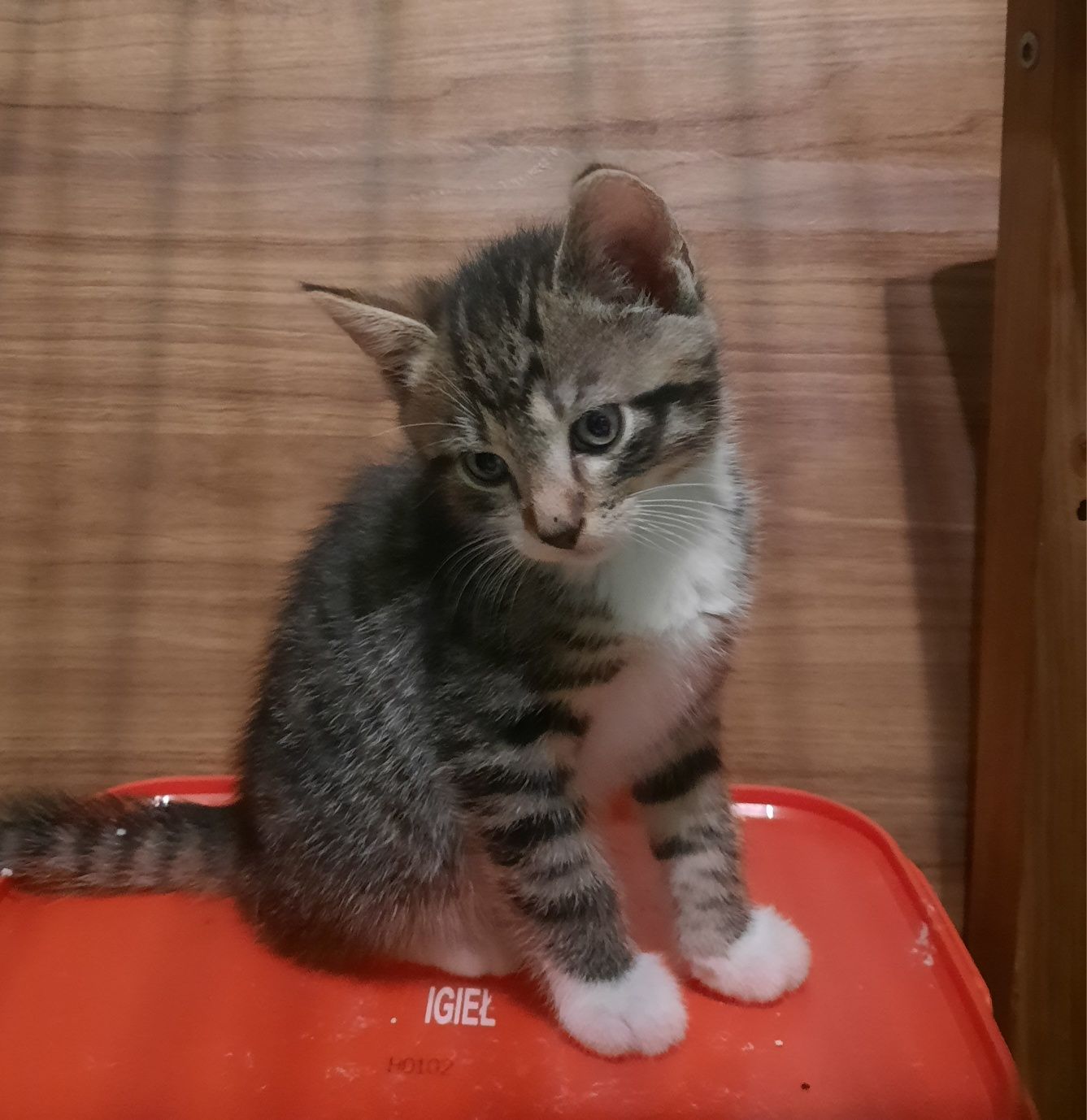 Kotek do oddania w dobre ręce