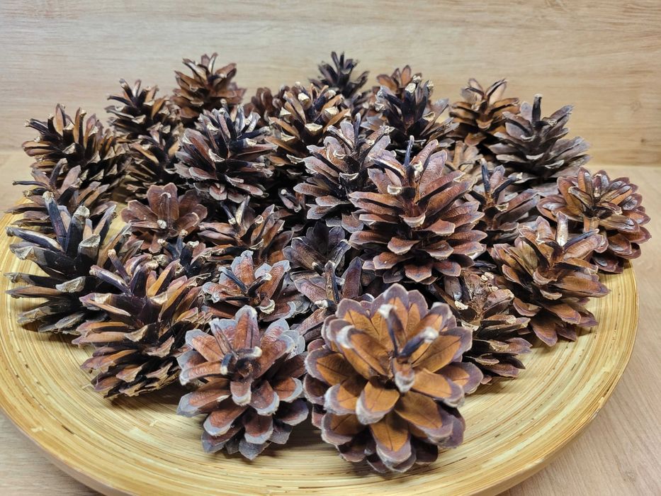 dodatki jesienne do szkoły / przedszkola kasztany ze skórką