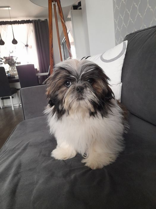 Szczeniaki rasy Shih tzu