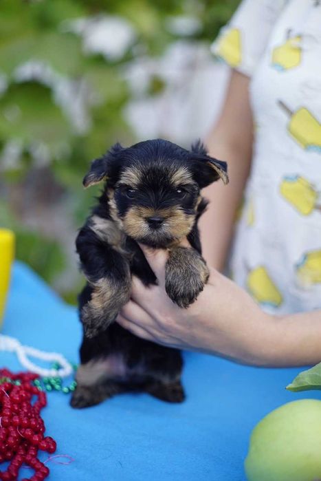 Цукерочка в кишені — йорик-дюймовочка, вага до 1,5 кг!