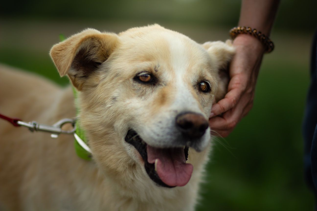 Piękny kochany Złoty do adopcji