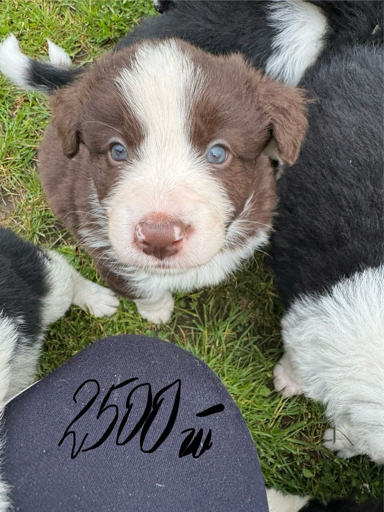Border Collie czekoladowy szczeniak