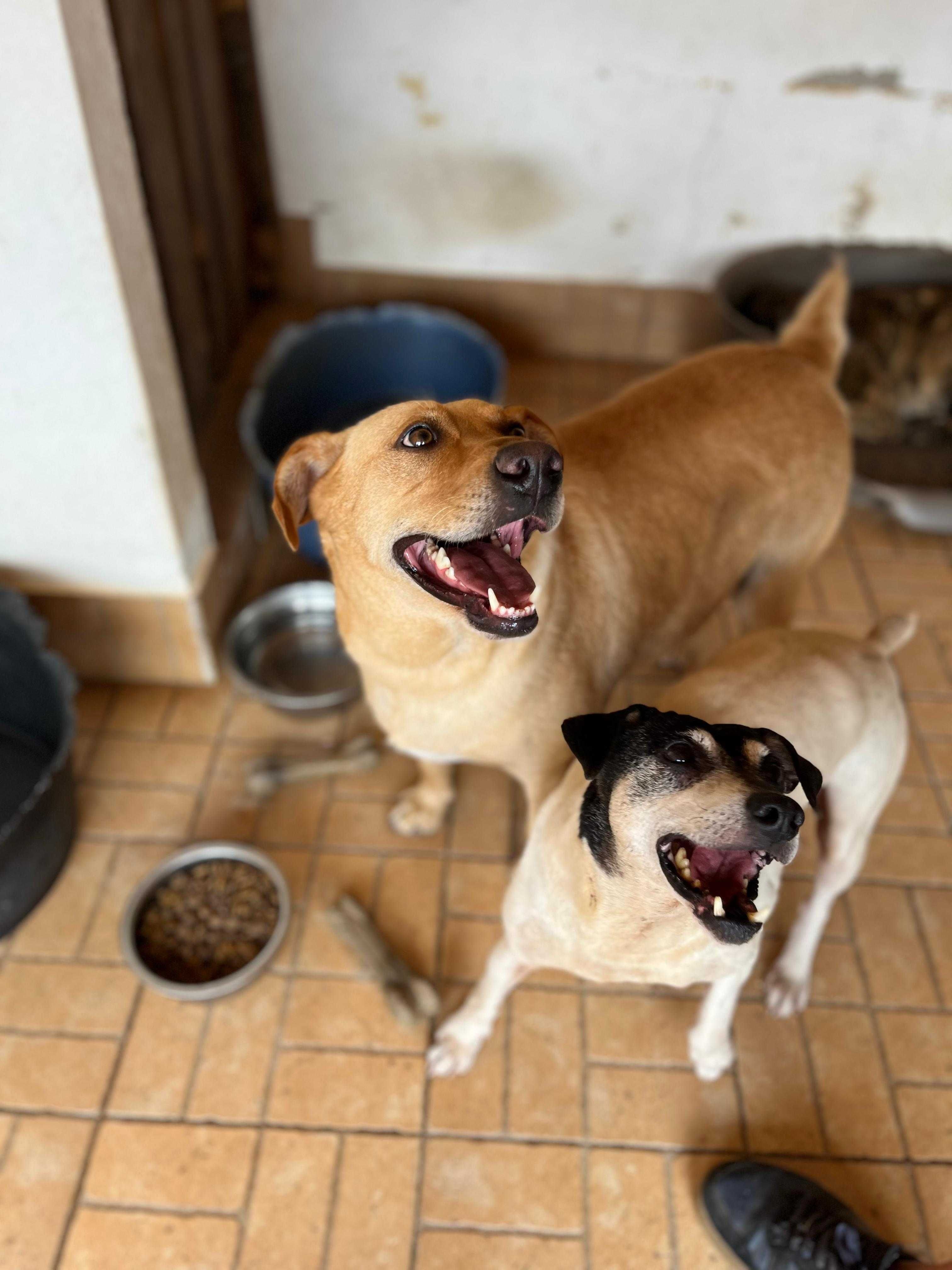 Scott - Para Adopção