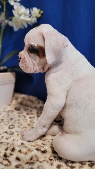 Bokser Maluszek Śliczny