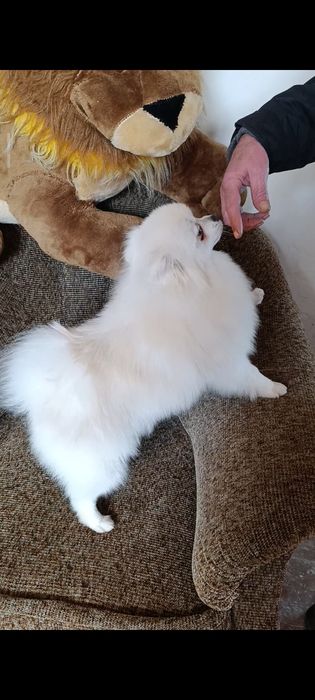 Підрощена дівчинка